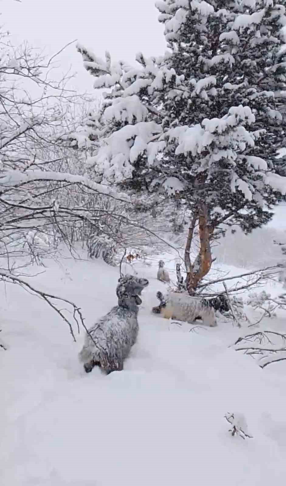 Yeni yılın ilk gününde yaylada kara yakalanan çoban türkülerle ısındı
