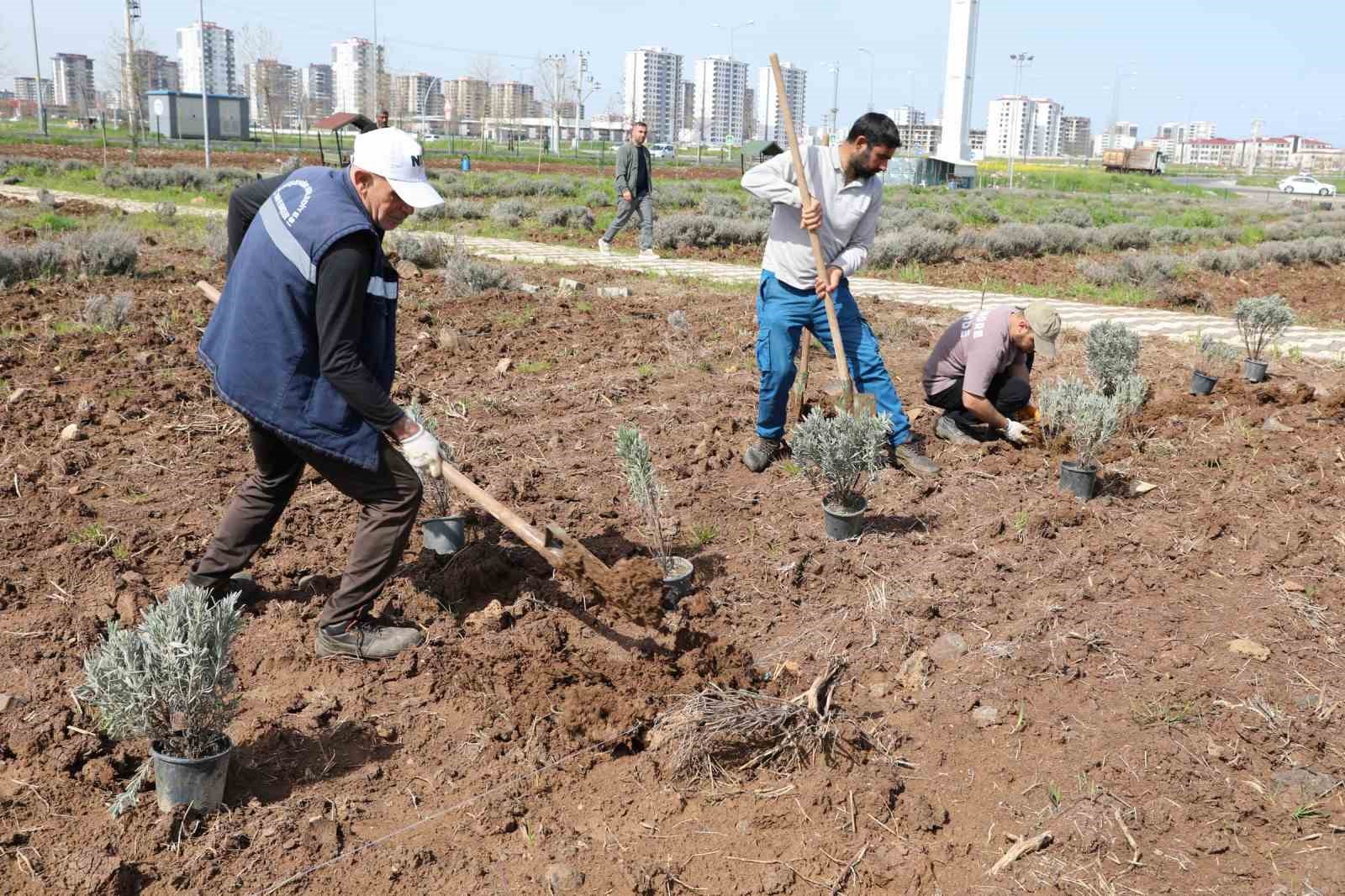 Yenişehir’de lavanta mevsimi başlıyor
