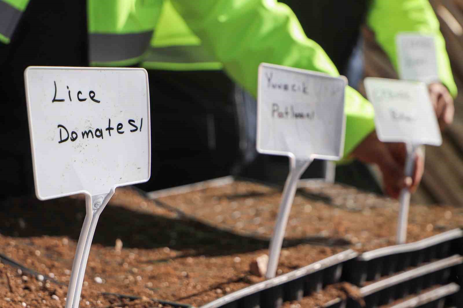 Yerel tohum toprakla buluştu, 300 bin fide çiftçilere ücretsiz dağıtılacak
