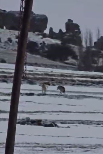 Yerleşim yerine inen kurdun rahat tavırları dikkat çekti
