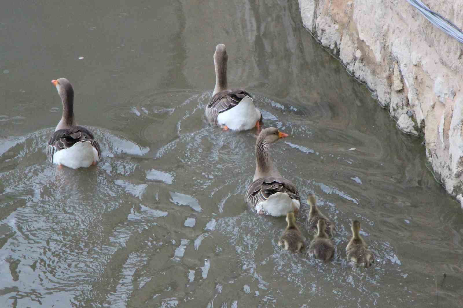 Yeşilırmak Nehri’nin maskotu kaz yavruları beslenme saatinde
