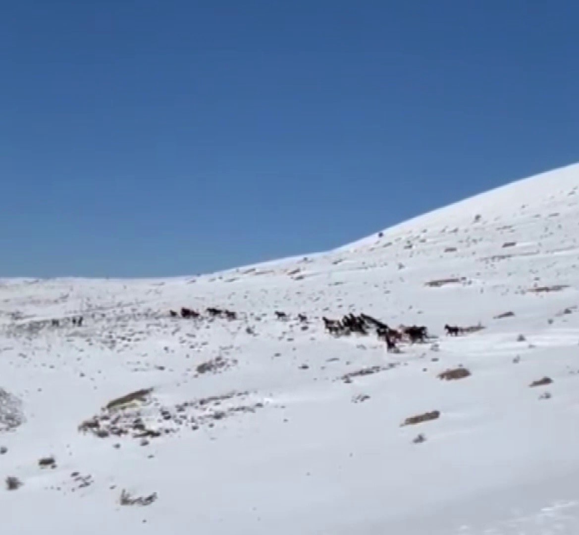 Yılkı atları karla kaplı doğada dans etti, o anlar cep telefonu kamerasına yansıdı
