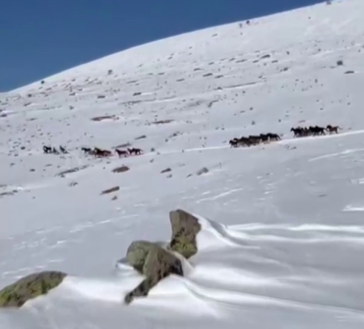 Yılkı atları karla kaplı doğada dans etti, o anlar cep telefonu kamerasına yansıdı
