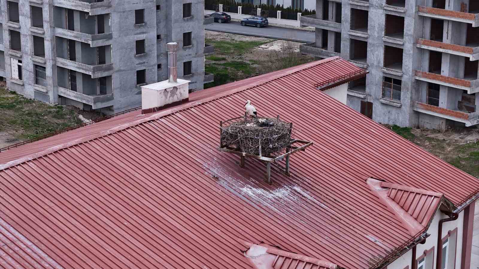 Yıllardır süren gelenek bozulmadı, Sivas’ın ‘Leylekli okulu’ misafirlerine kavuştu
