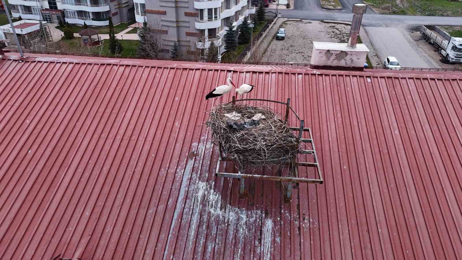 Yıllardır süren gelenek bozulmadı, Sivas’ın ‘Leylekli okulu’ misafirlerine kavuştu

