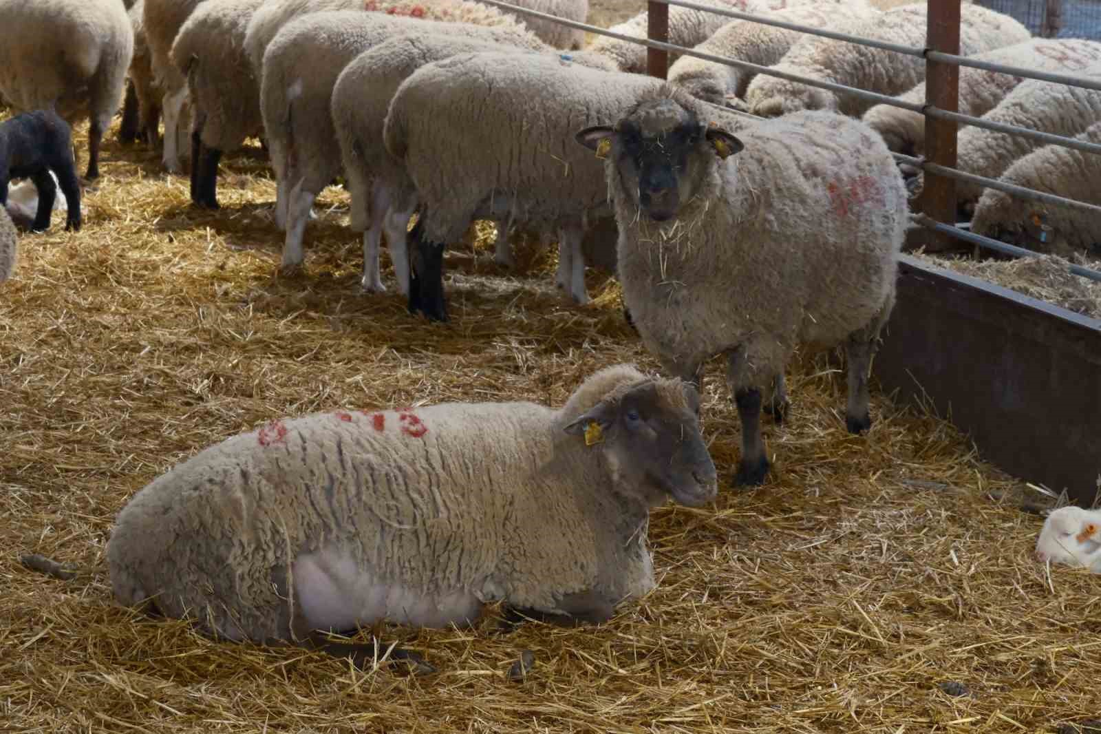 Yılların Merinos Koyunu’na yeni etçil rakip geldi: Bandırma Koyunu

