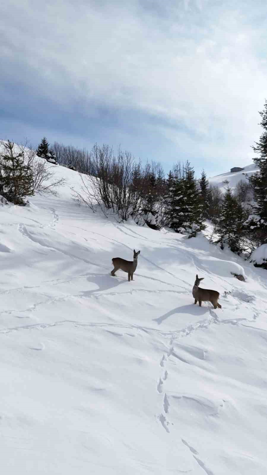 Yiyecek arayan karacalar Kulakkaya Yaylası’nda görüntülendi
