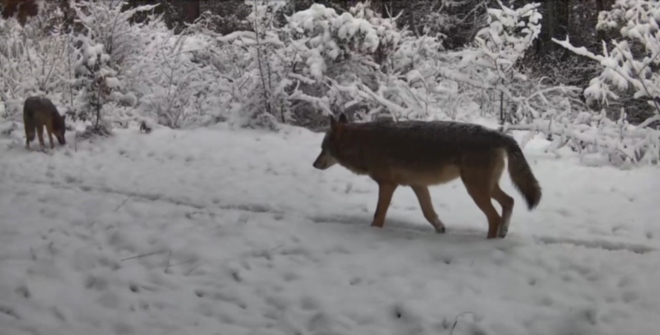 Yiyecek arayan vaşak ile kurtlar fotokapana yansıdı
