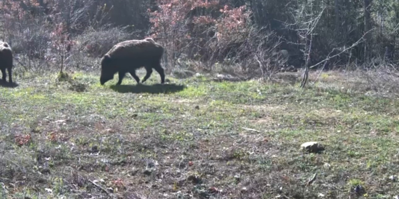 Yiyecek arayan yaban hayvanları fotokapanla görüntülendi
