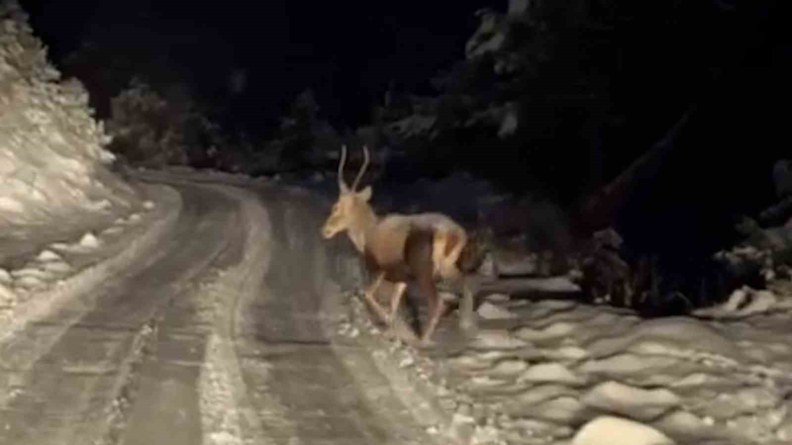 Yiyecek arayan yaban hayvanları karlı yollara indi
