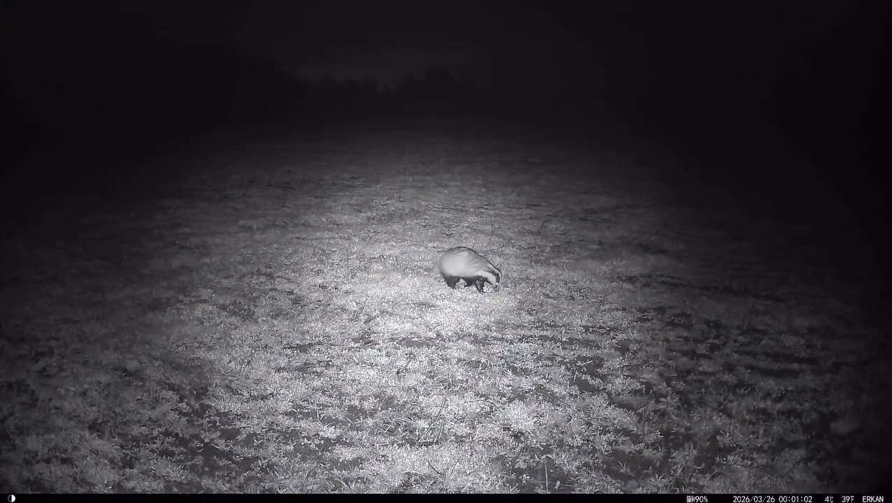 Yiyecek arayışındaki porsuk Ganos Dağları’nda görüntülendi
