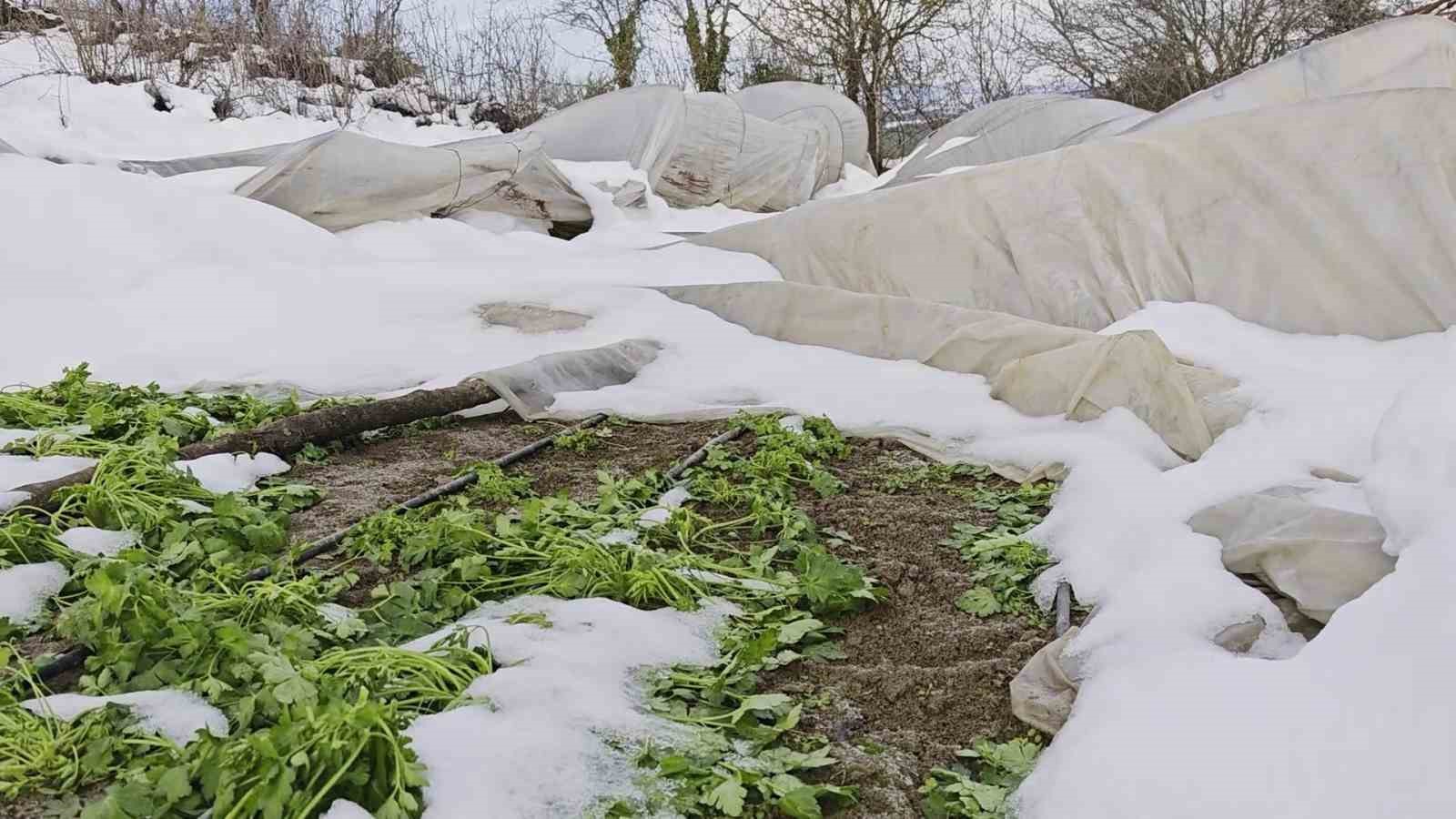Yoğun kar çok sayıda serayı yıktı
