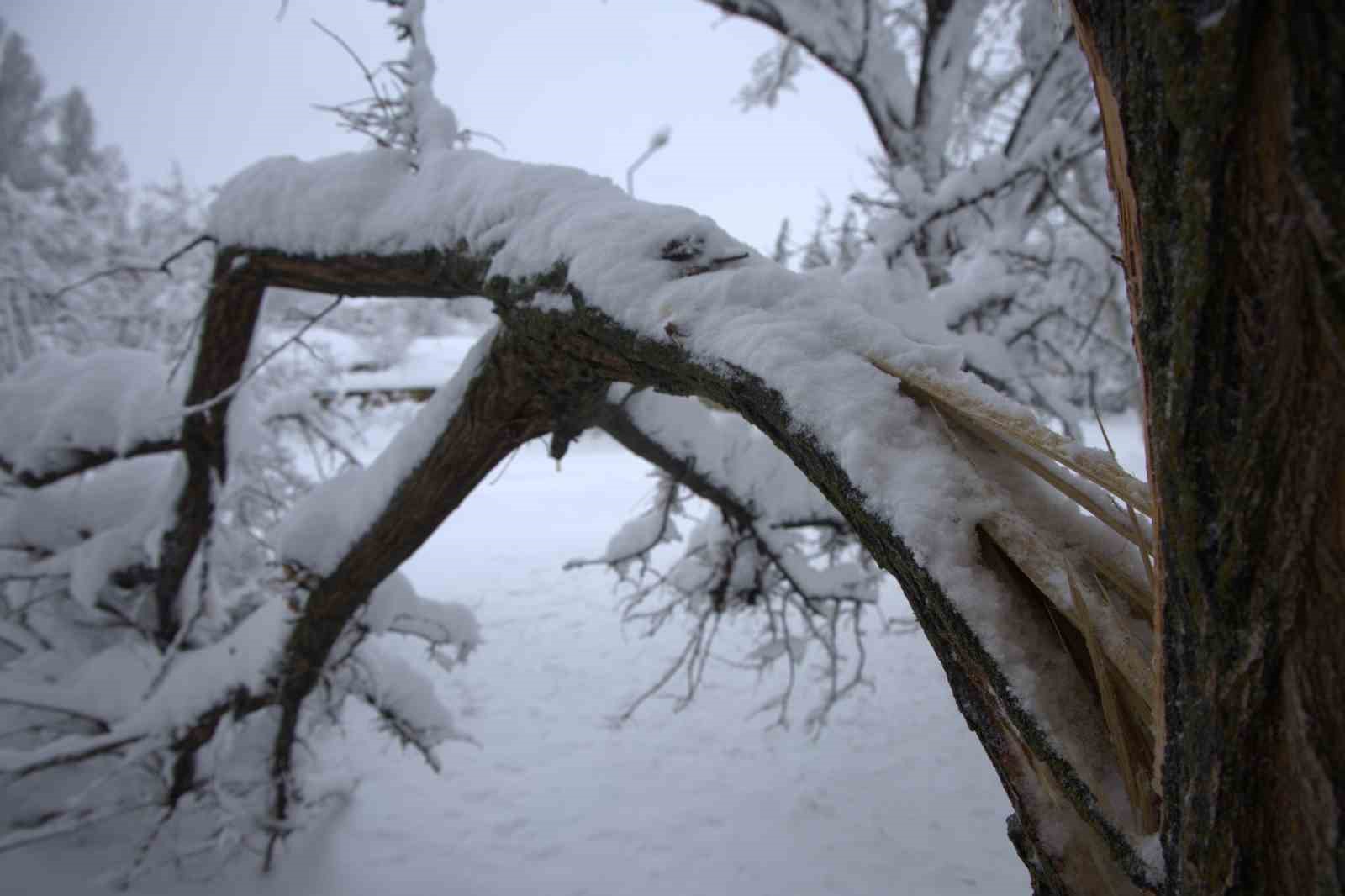 Yoğun kar yağışı Harput’ta çok sayıda ağacın dallarını kırdı
