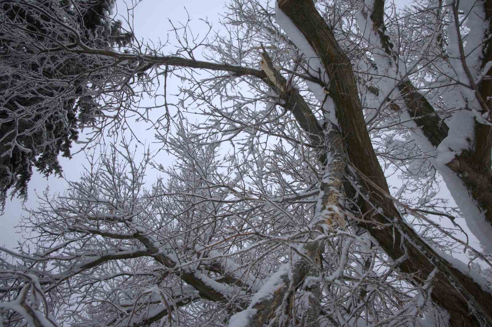 Yoğun kar yağışı Harput’ta çok sayıda ağacın dallarını kırdı
