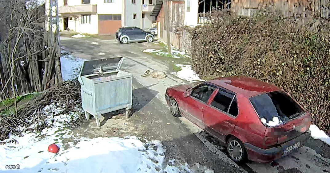 Yolda yatan köpeği ezip, yoluna devam etti
