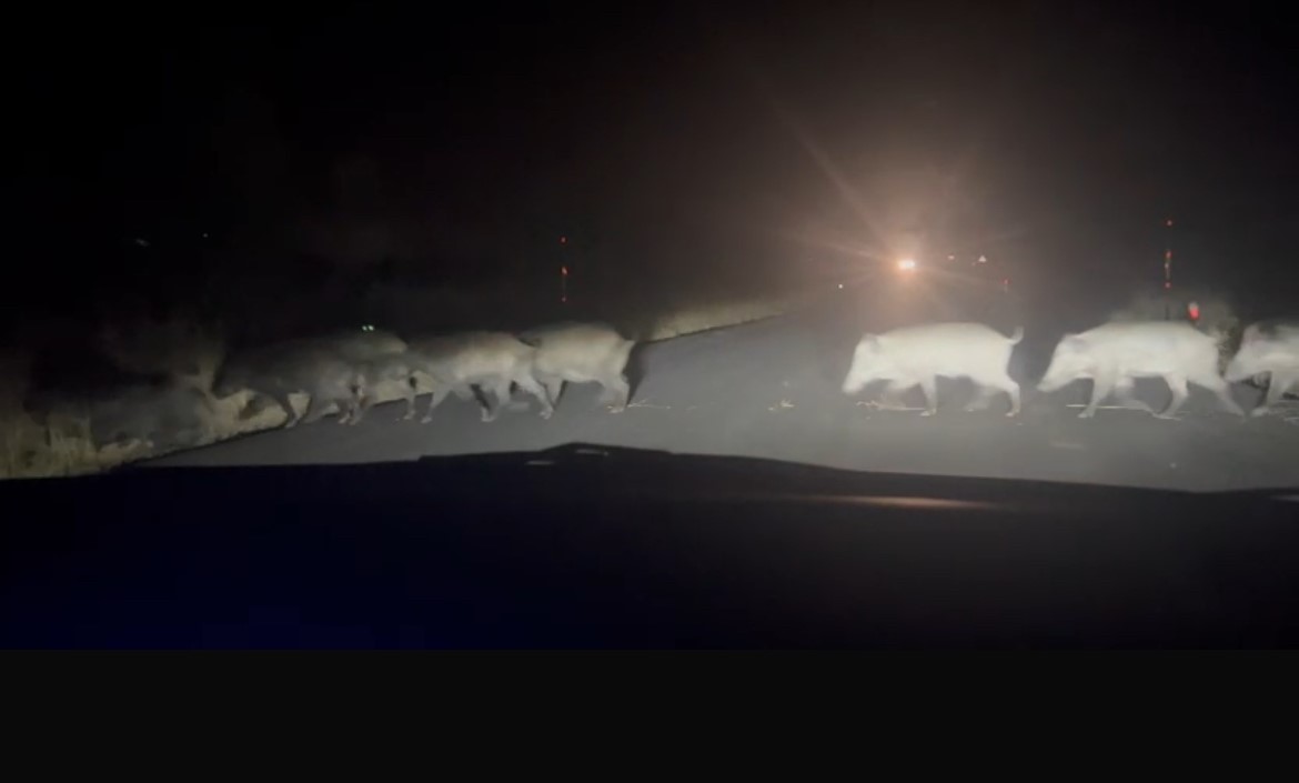 Yolun karşısına geçen domuz sürüsü şaşırttı
