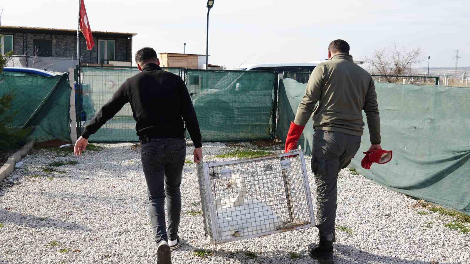 Yolunu şaşıran kuğu, Ankara’da bir evin bahçesine düştü
Yolunu şaşıran kuğu, Ankara’da bir evin bahçesine düştü
