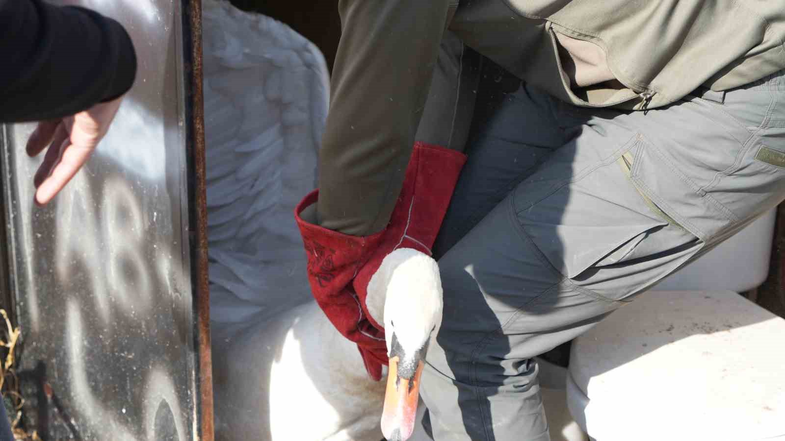 Yolunu şaşıran kuğu, Ankara’da bir evin bahçesine düştü
Yolunu şaşıran kuğu, Ankara’da bir evin bahçesine düştü