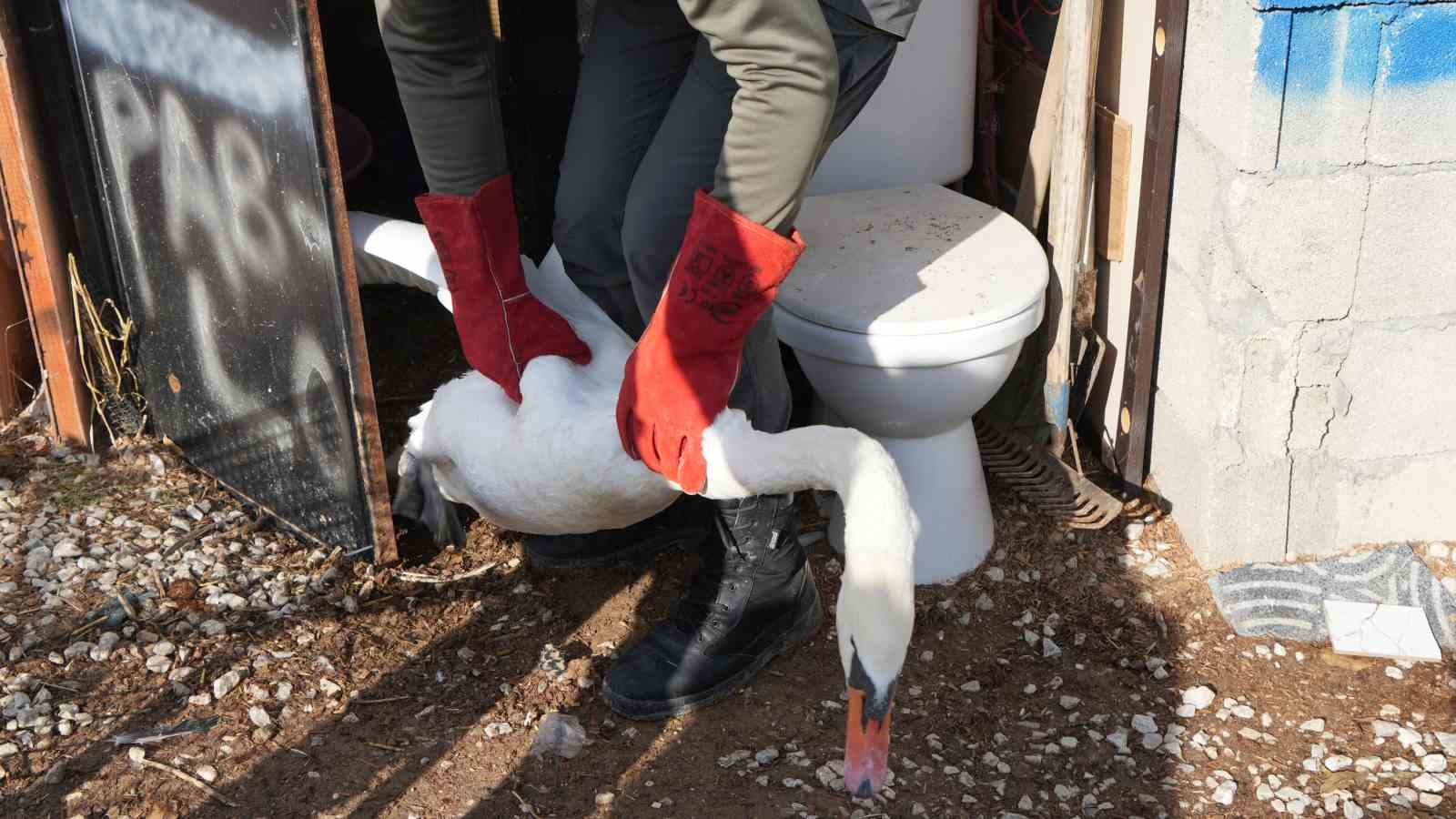 Yolunu şaşıran kuğu, Ankara’da bir evin bahçesine düştü
Yolunu şaşıran kuğu, Ankara’da bir evin bahçesine düştü