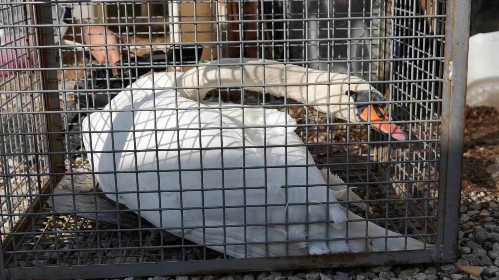 Yolunu şaşıran kuğu, Ankara’da bir evin bahçesine düştü
Yolunu şaşıran kuğu, Ankara’da bir evin bahçesine düştü