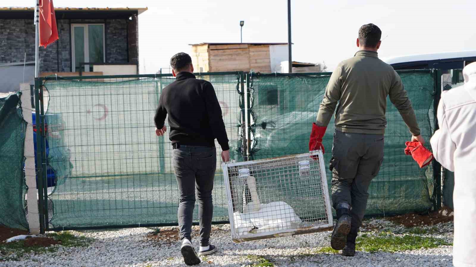 Yolunu şaşıran kuğu, Ankara’da bir evin bahçesine düştü
Yolunu şaşıran kuğu, Ankara’da bir evin bahçesine düştü