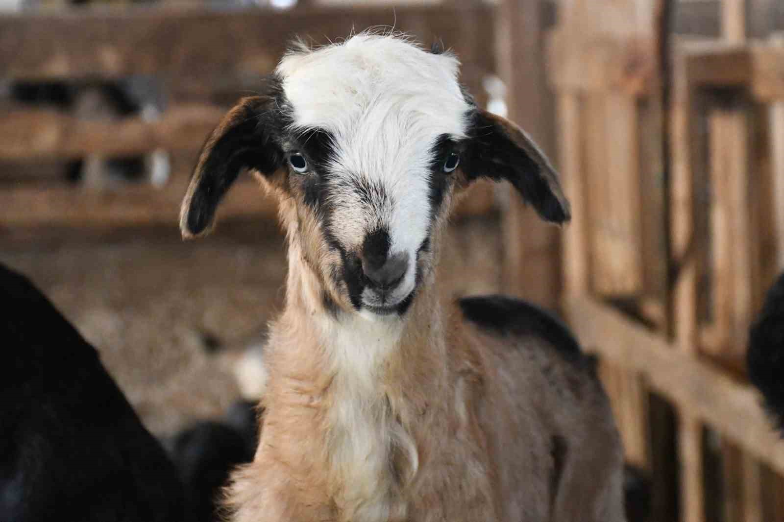 Yozgatlı keçi yetiştiricisi kireçli yöntemle hayvan kayıplarını önledi
Yozgatlı keçi yetiştiricisi kireçli yöntemle hayvan kayıplarını önledi