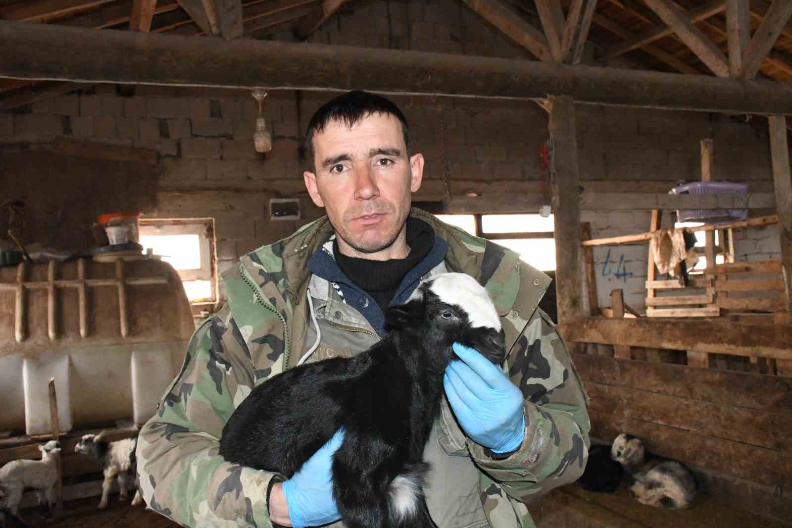 Yozgatlı keçi yetiştiricisi kireçli yöntemle hayvan kayıplarını önledi
Yozgatlı keçi yetiştiricisi kireçli yöntemle hayvan kayıplarını önledi