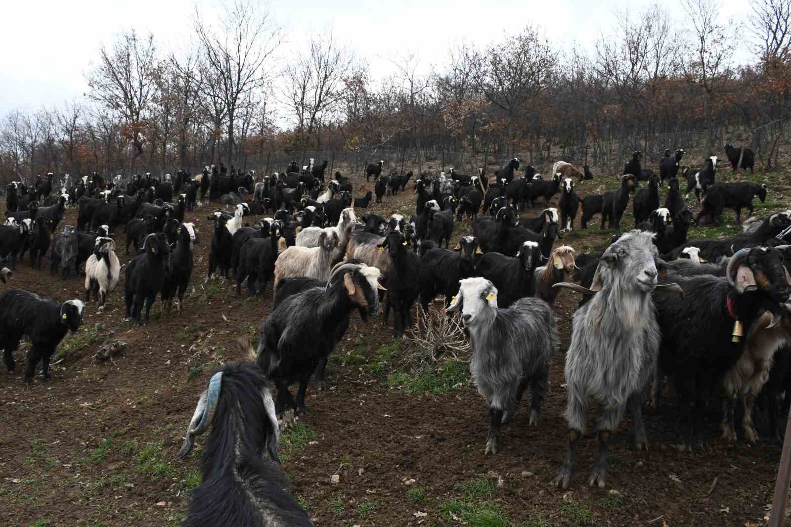 Yozgatlı keçi yetiştiricisi kireçli yöntemle hayvan kayıplarını önledi
Yozgatlı keçi yetiştiricisi kireçli yöntemle hayvan kayıplarını önledi
