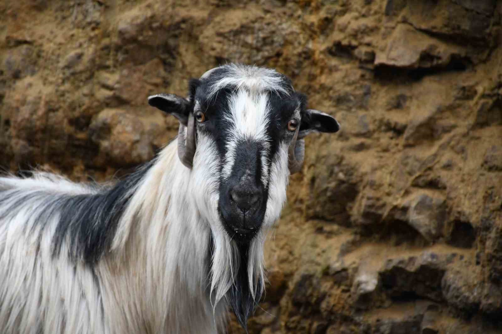 Yozgatlı keçi yetiştiricisi kireçli yöntemle hayvan kayıplarını önledi
Yozgatlı keçi yetiştiricisi kireçli yöntemle hayvan kayıplarını önledi