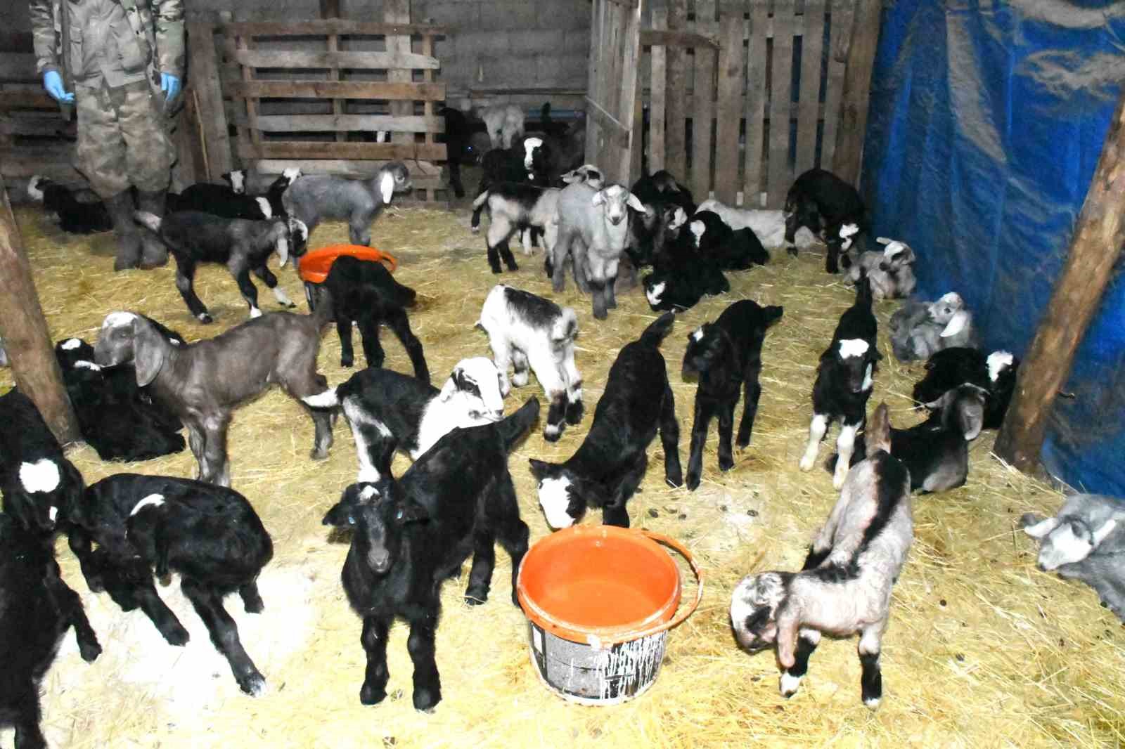 Yozgatlı keçi yetiştiricisi kireçli yöntemle hayvan kayıplarını önledi
Yozgatlı keçi yetiştiricisi kireçli yöntemle hayvan kayıplarını önledi