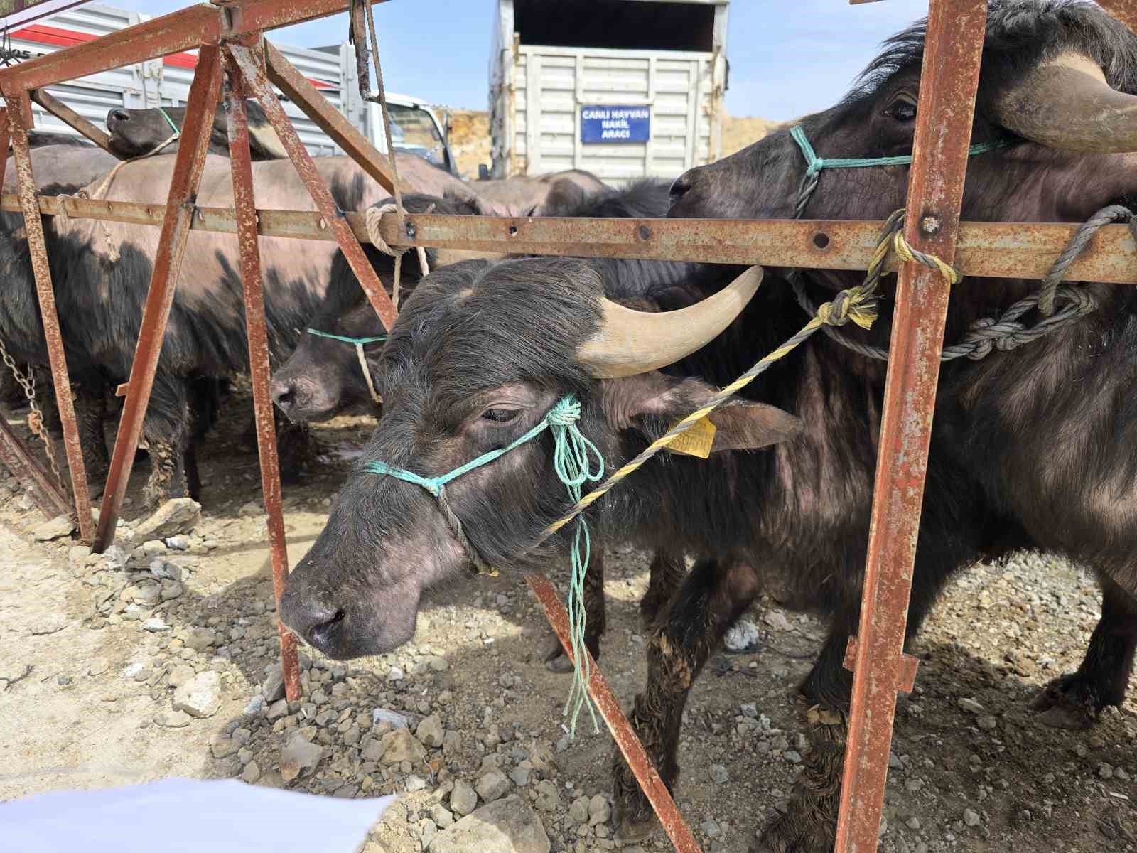 Yozgat’ta 20 manda üreticilere teslim edildi
