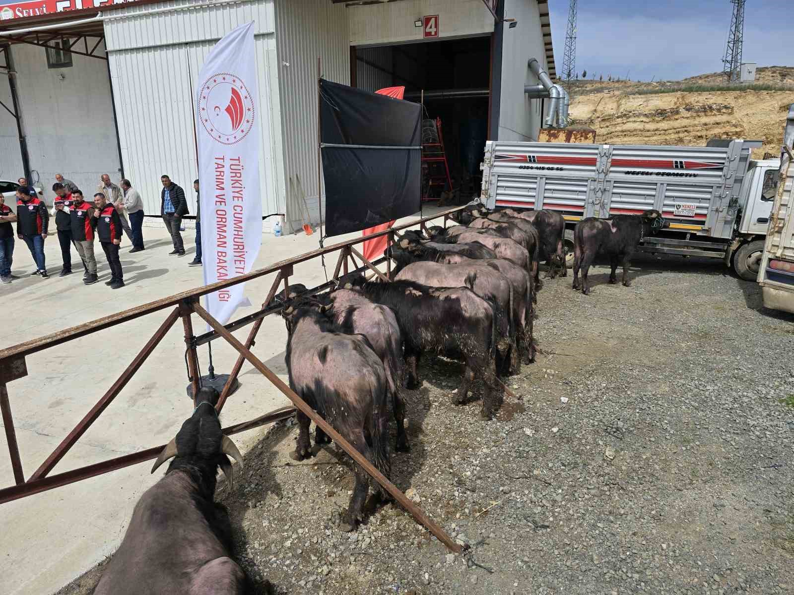 Yozgat’ta 20 manda üreticilere teslim edildi
