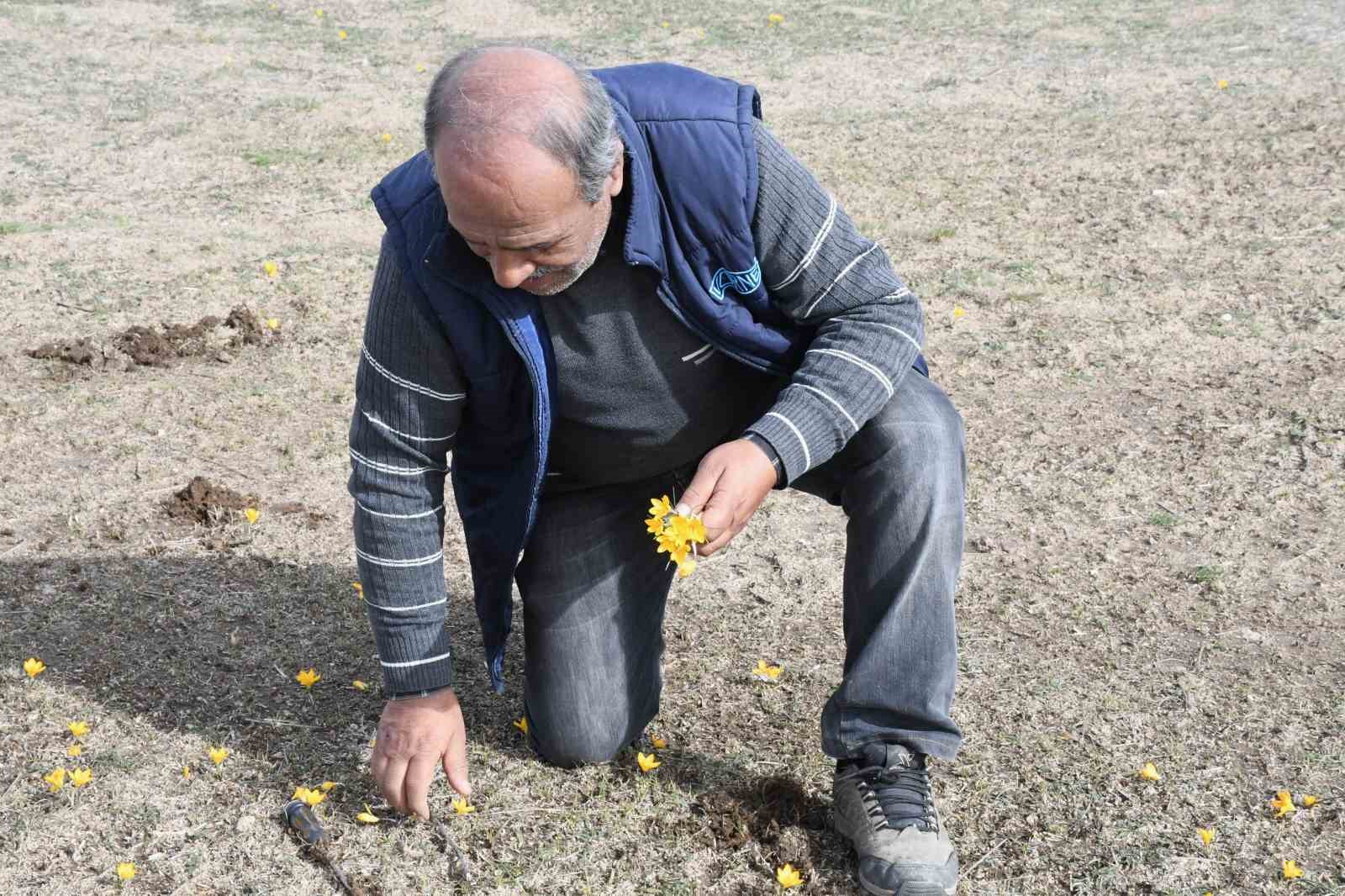 Yozgat’ta bu yıl çiğdemler baharı erkenden müjdeledi
