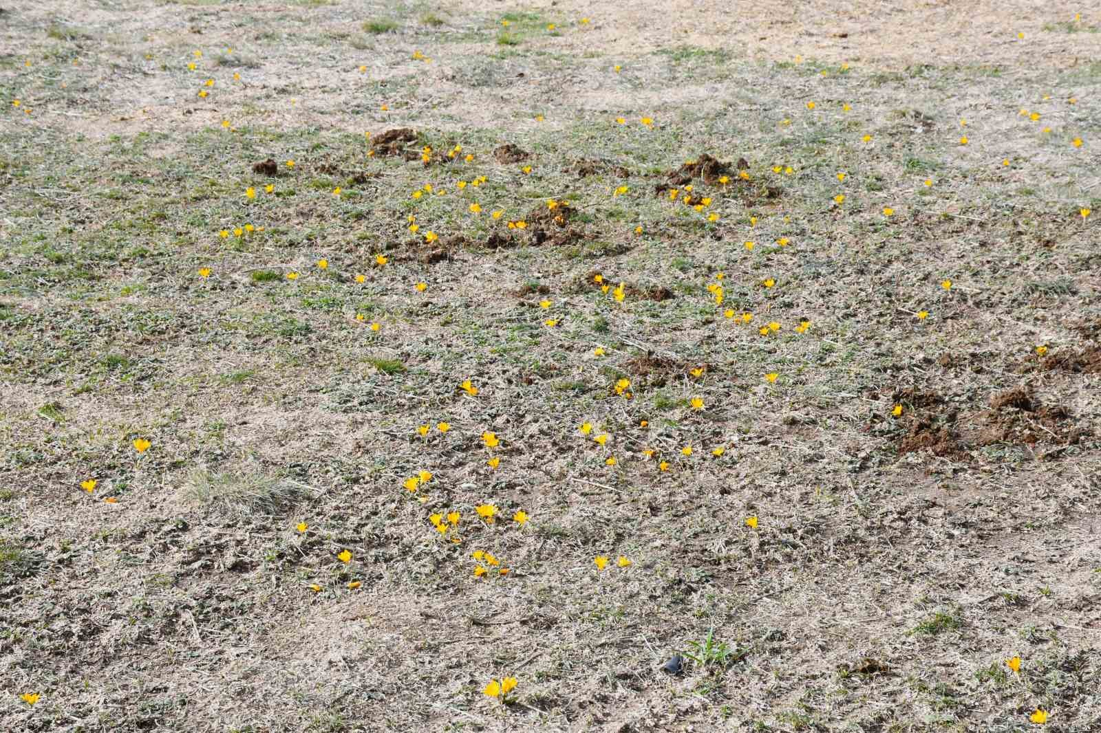 Yozgat’ta bu yıl çiğdemler baharı erkenden müjdeledi
