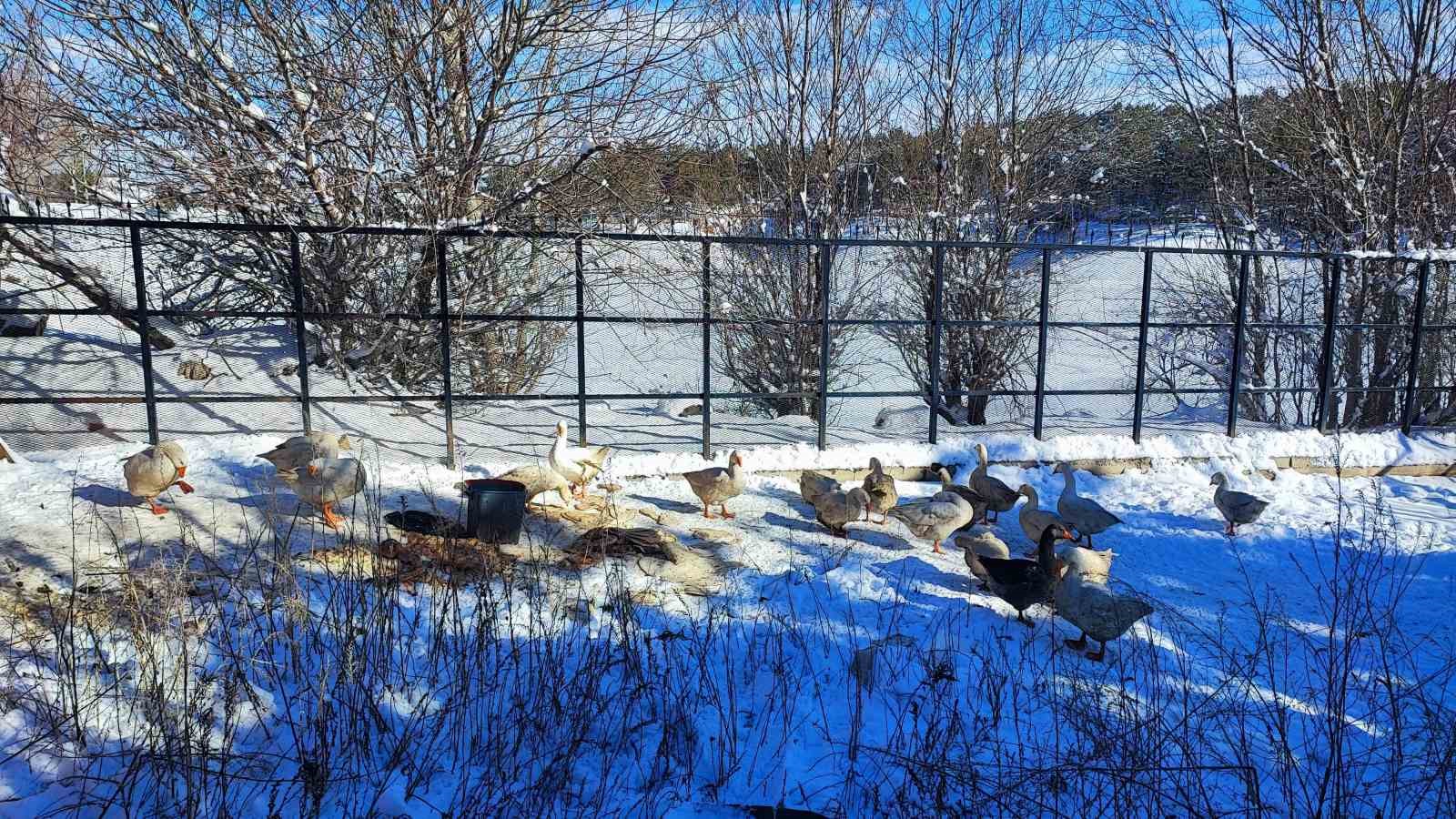 Yozgat’ta kar yağışının ardından soğuk hava etkili oldu, göletler dondu
