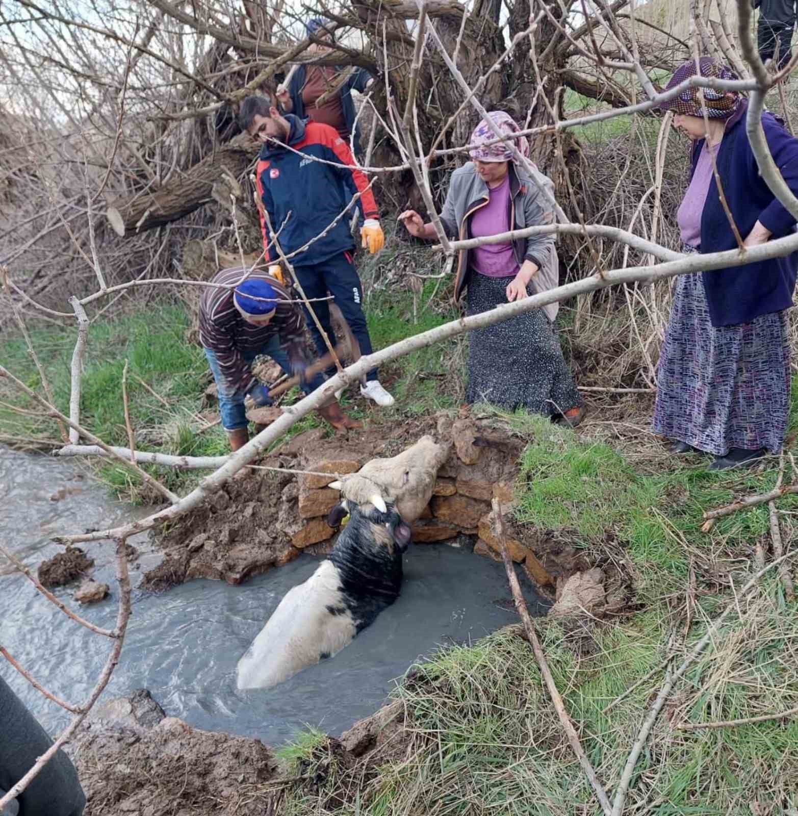 Yozgat’ta kuyuya düşen büyükbaş, AFAD ekiplerince kurtarıldı

