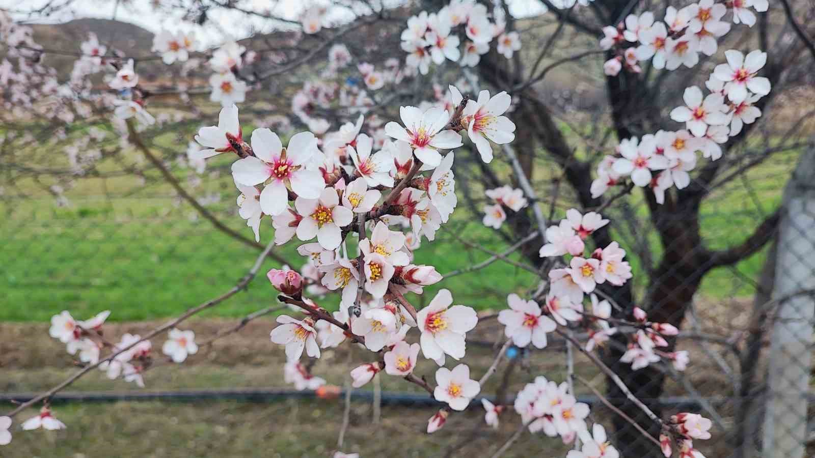 Yozgat’ta mart ayında bahar tablosu
