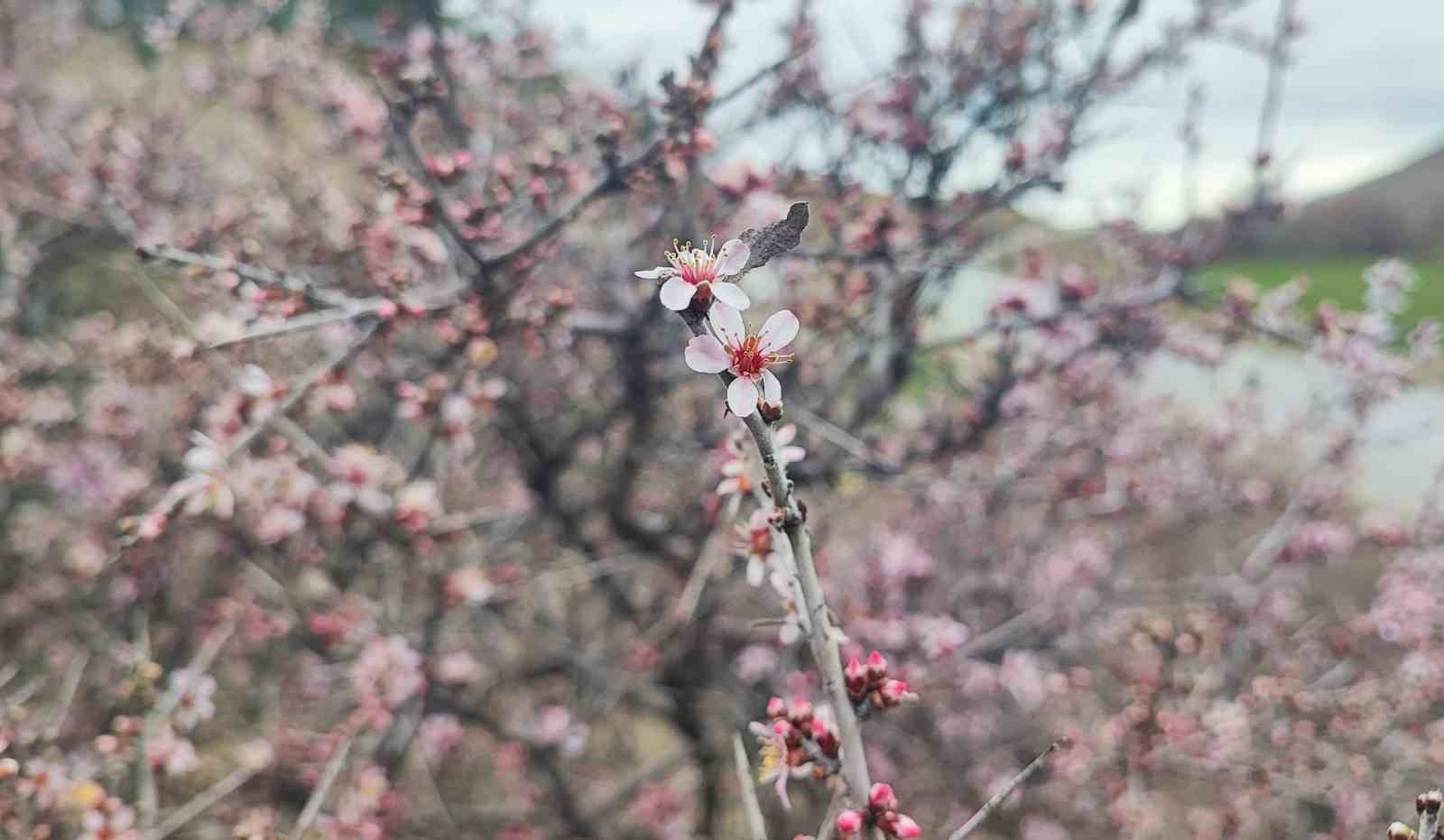 Yozgat’ta mart ayında bahar tablosu
