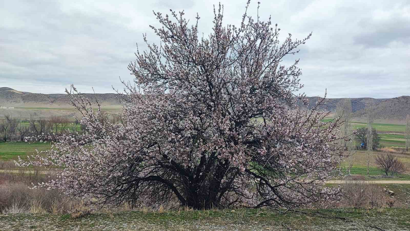 Yozgat’ta mart ayında bahar tablosu
