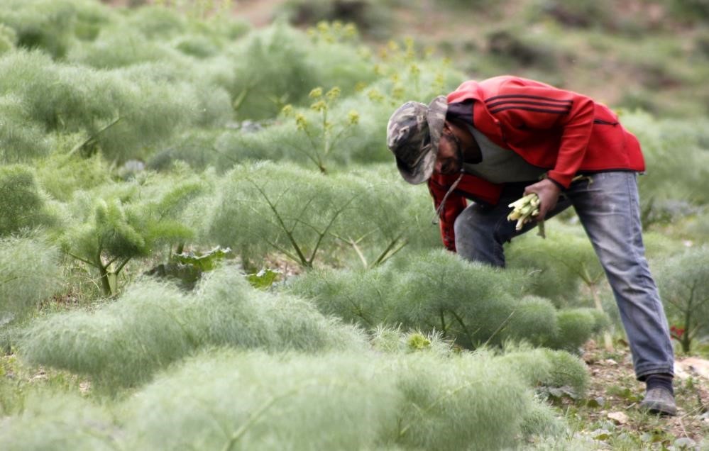 Yüksek rakımın lezzeti tezgâhlarda
