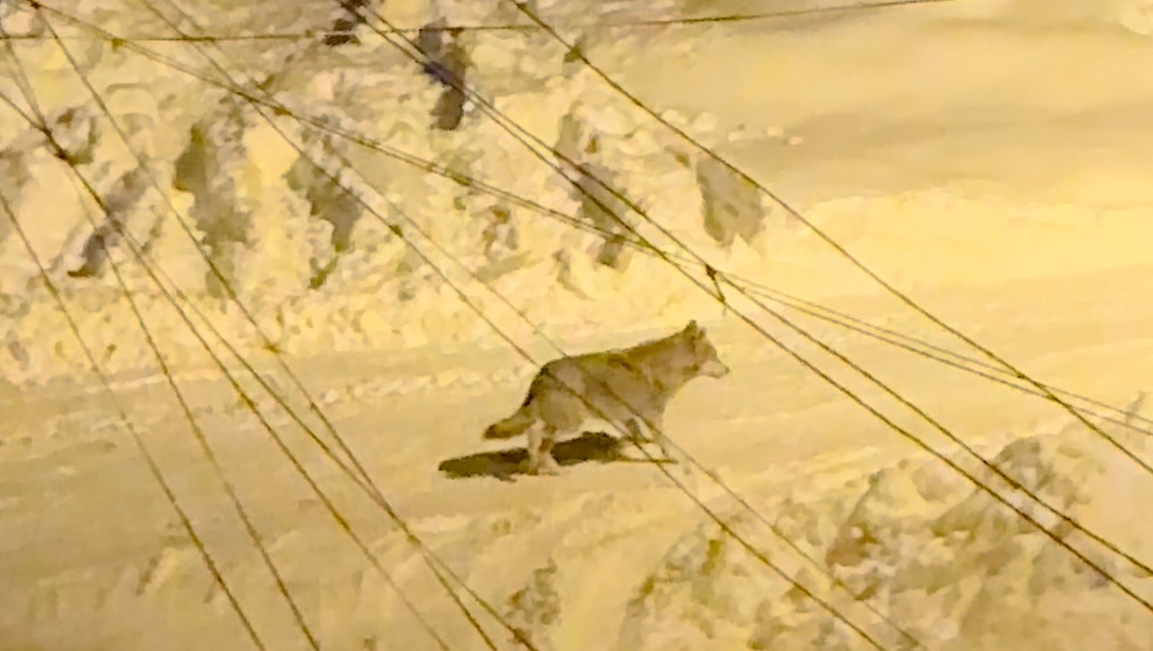 Yüksekova’da çiftçilere "kurt saldırısı" uyarısı
