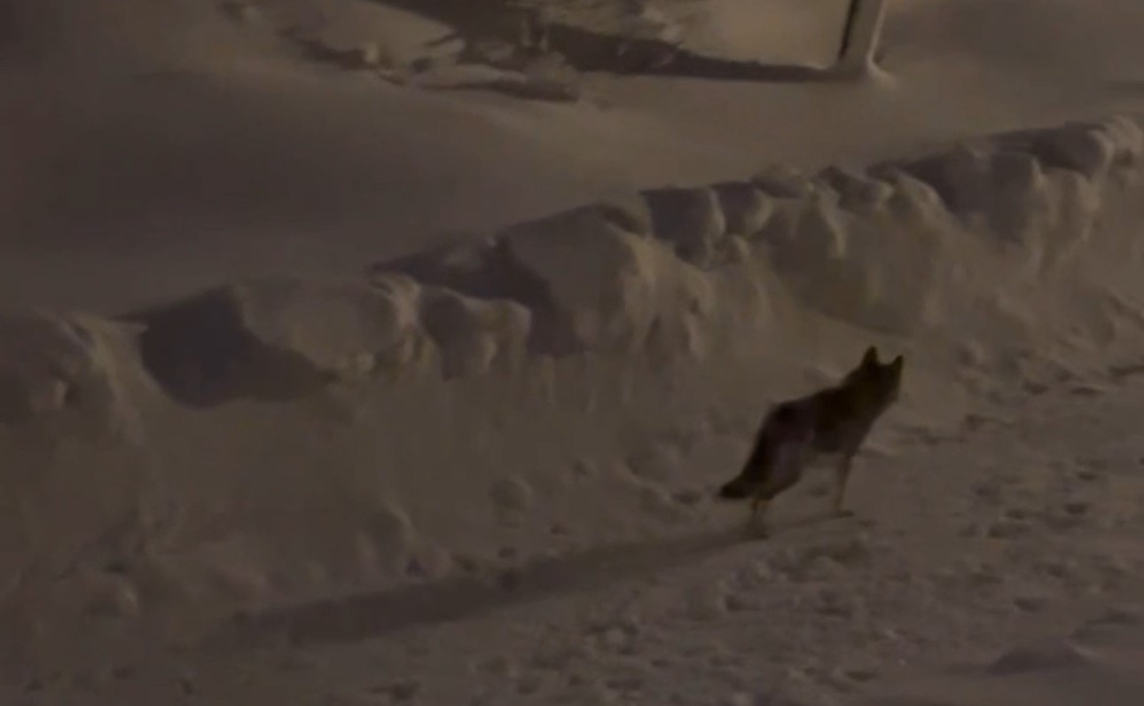 Yüksekova’da çiftçilere "kurt saldırısı" uyarısı
