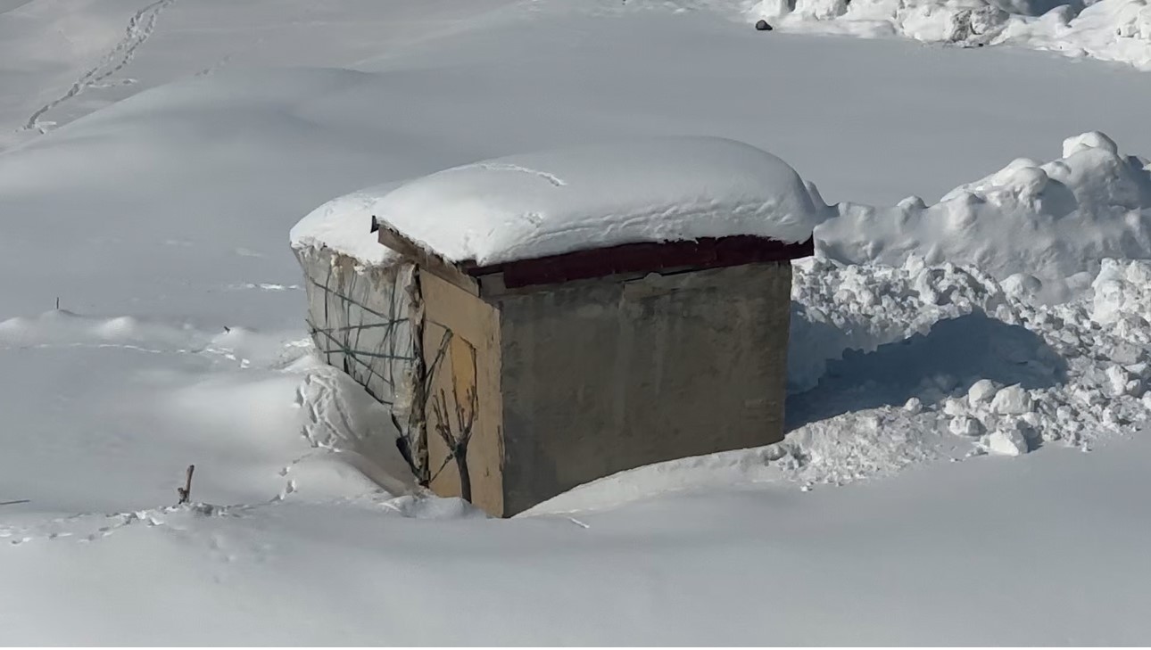 Yüksekova’da çiftçilere "kurt saldırısı" uyarısı
