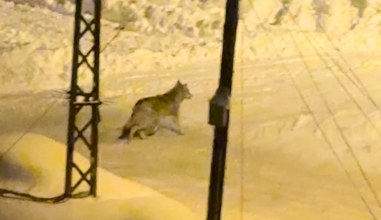 Yüksekova’da çiftçilere "kurt saldırısı" uyarısı
