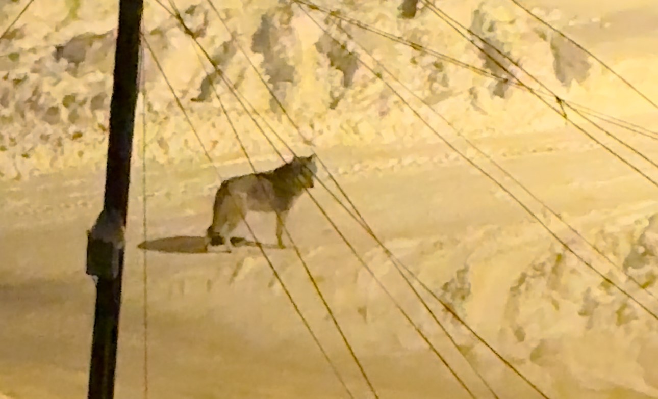 Yüksekova’da çiftçilere "kurt saldırısı" uyarısı
