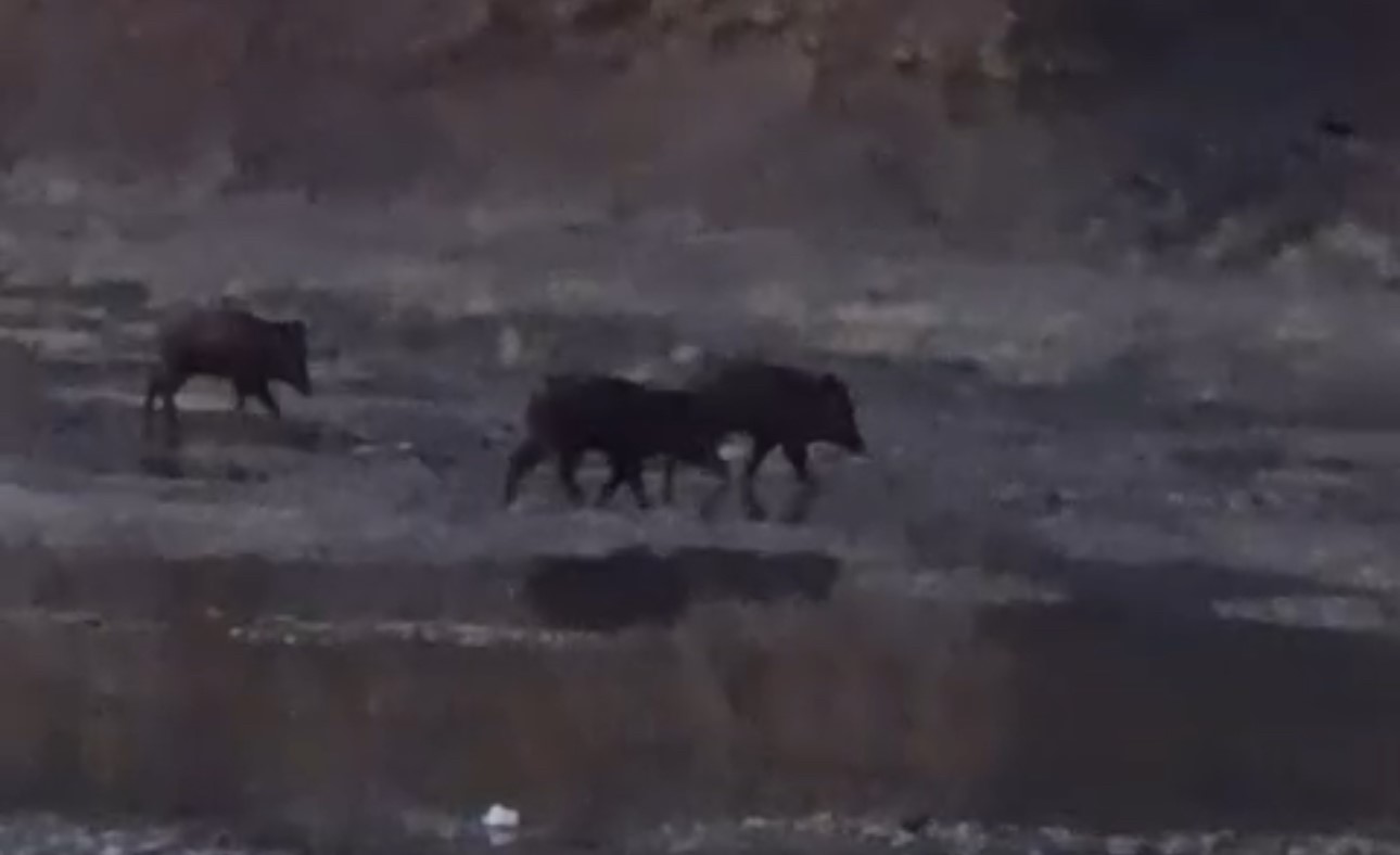 Yüksekova’da domuz sürüsü görüntülendi
