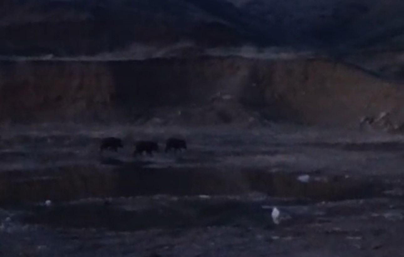Yüksekova’da domuz sürüsü görüntülendi
