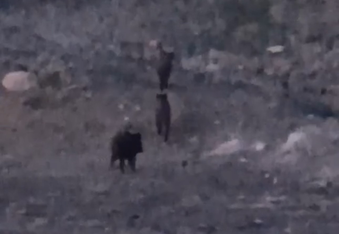 Yüksekova’da domuz sürüsü görüntülendi
