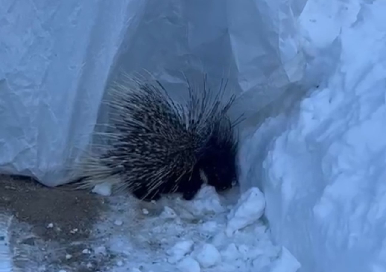 Yüksekova’da Hint oklu kirpi görüntülendi
