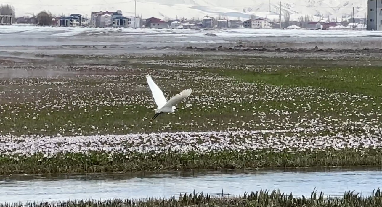 Yüksekova’da küçük akbalıkçıllar görüntülendi
